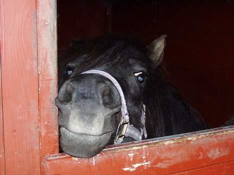 Shetlænder Tippe *Er elsket* - Hej igen billede 3