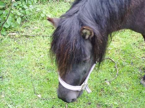 Shetlænder Tippe *Er elsket* - Græs græs græs billede 4