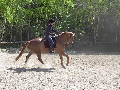 Dansk Varmblod Laura - Maj 2005 - galop billede 12
