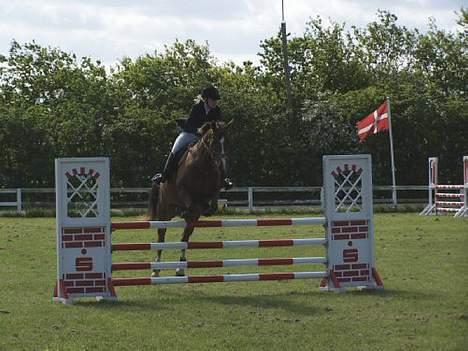Dansk Varmblod jasmin billede 14