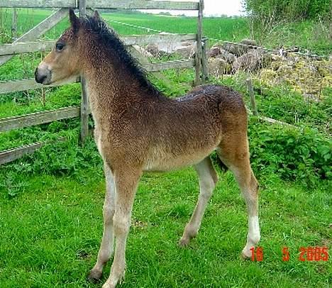 Welsh Pony (sec B) Haymos Surprise billede 12
