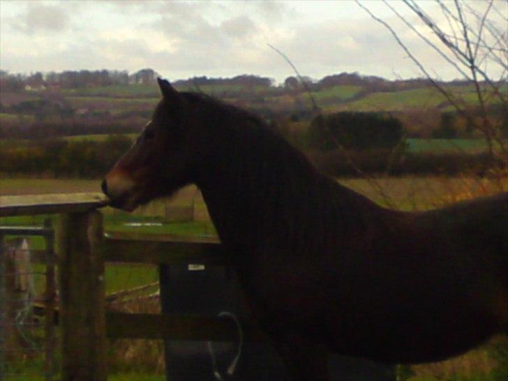 Welsh Pony (sec B) Haymos Surprise billede 13