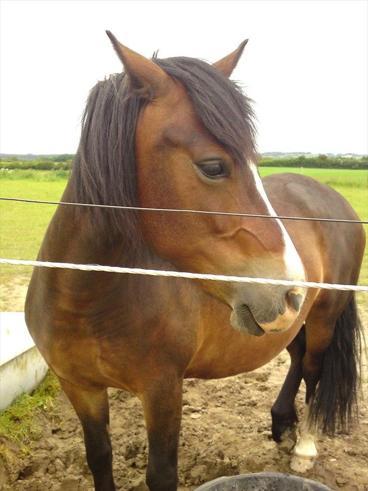 Welsh Pony (sec B) Haymos Surprise billede 14