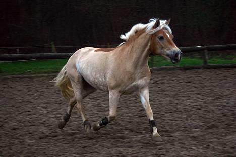 Haflinger Ines (Tidl. pony) - Ines løber ude på den lille ridebane billede 1