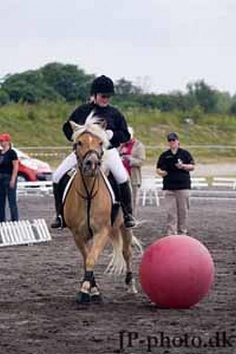 Haflinger Ines (Tidl. pony) - Landsfinaler.. billede 2