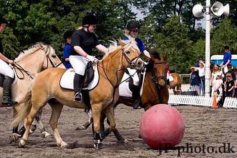 Haflinger Ines (Tidl. pony) - Landsfinaler.. billede 3