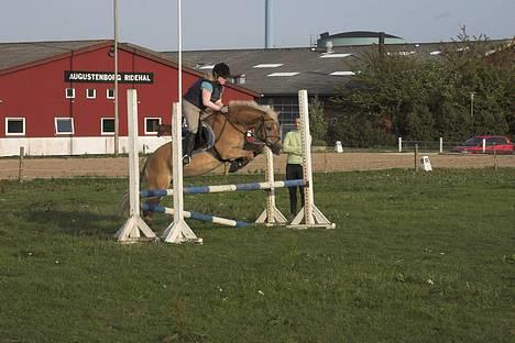 Haflinger Ines (Tidl. pony) - Til springtræning. Det er min super dygtige træner Helle Müller som står i siden... billede 4