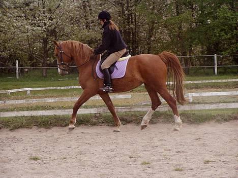 Frederiksborg Locky Classic *Solgt* - min søster til undervisning på min hest.. :-) billede 5