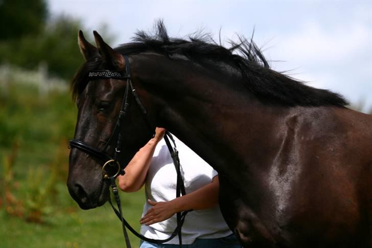 Anden særlig race Mosegaards El Diablo *SOLGT* - Velkommen til Diablos profil. Billede: Vickie. billede 1