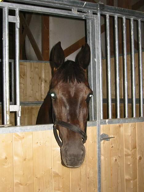 Dansk Varmblod Noble One "Bambi" - Ca 2 uker etter at Bambi hadde kommet til Tune RS, sommeren -03 billede 1
