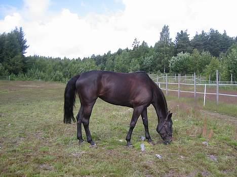 Dansk Varmblod Noble One "Bambi" - bambi, sommeren -03 billede 4