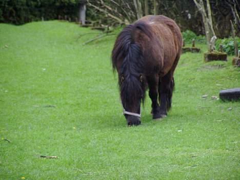 Shetlænder Tippe *Er elsket* - Mmmm billede 5