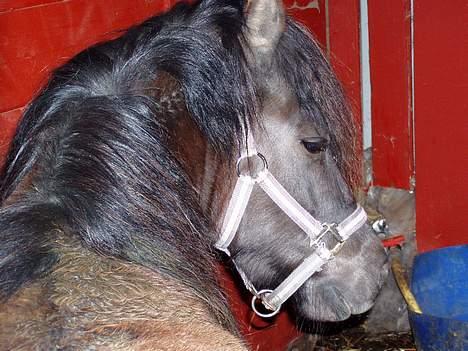 Shetlænder Tippe *Er elsket* - Gå jeg er sur billede 6