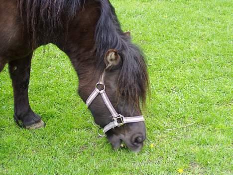 Shetlænder Tippe *Er elsket* - Halløj billede 7