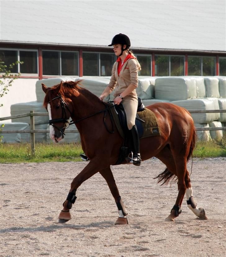 Dansk Varmblod Tjørnely's Cometessa <3 - Cometessa og jeg træner. Billedet er taget af super fotografen Tine Clausen d. 20/9-2008. :-) billede 15
