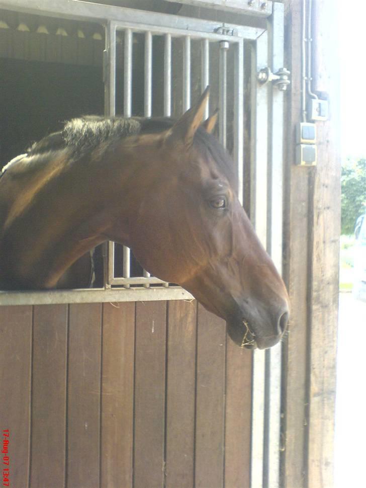 Holstener A. K´s Lasall 36 billede 1