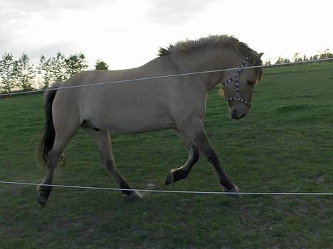 Anden særlig race Tarzan <3 solgt. - Velkommen til min bette Tarzans side (; <3 billede 1