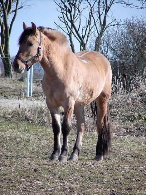 Anden særlig race Tarzan <3 solgt. - Det er godt nok et gammelt billede, (; billede 2