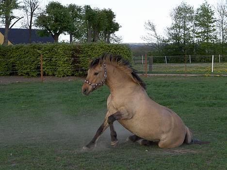 Anden særlig race Tarzan <3 solgt. - Det er så godt at rulle sig (; det synes Tarzan i hvart fald <3 billede 7