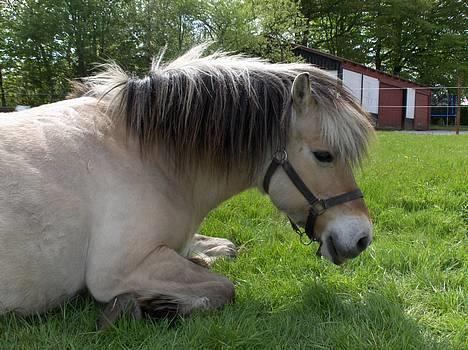 Fjordhest Licitta <3 solgt. - Licitta - den gamle hyp hest. Velkommen til hendes profil (; billede 1