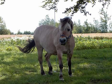 Fjordhest Licitta <3 solgt. - Det er taget på den dag vi fik hende (; billede 2