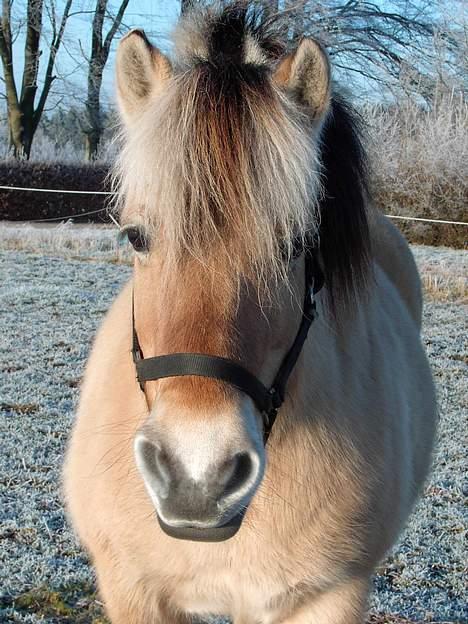 Fjordhest Licitta <3 solgt. - Licitta på en kold vinterdag (; billede 3