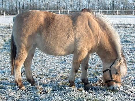Fjordhest Licitta <3 solgt. - Sikke en dejlig tyk pels hun har (; <3 billede 4