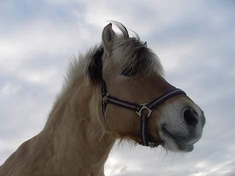 Fjordhest Licitta <3 solgt. - Nedefra og op ;) billede 5