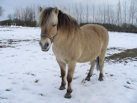 Fjordhest Licitta <3 solgt. - Licitta på en dag med sne (; <3 billede 6