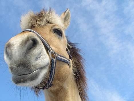 Fjordhest Licitta <3 solgt. - Licitta, en dejlig fjordhest med lang hænge man (; billede 7