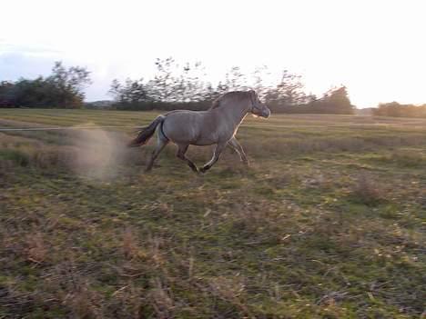 Fjordhest Licitta <3 solgt. - Licitta i fuld fart :D billede 8