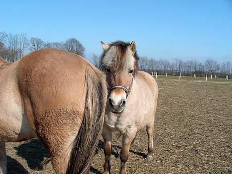 Fjordhest Licitta <3 solgt. - Licitta som gemmer sig bag Tarzans numse (; billede 9