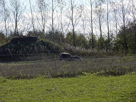 Fjordhest Licitta <3 solgt. - Licitta - sover til middag (; billede 10