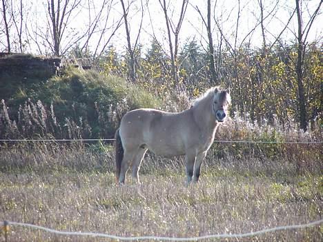 Fjordhest Licitta <3 solgt. - Og så opdagede hun at jeg stod og tog billeder af hende xD og man må jo ikke se at hun sover til middag ..  billede 11