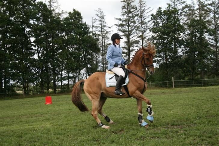 Palomino Sun-Z   *Drømmehesten* - den dansende hest xD basse til præmie overrekkelse bsr aug 08 .. min smukke musse :)  elsker den hest <3 billede 9