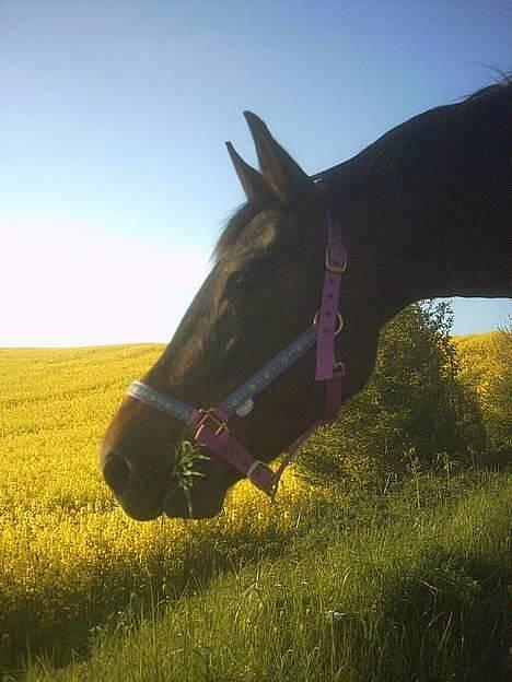 Traver Vixi Wørtel <3 R.I.P :'( billede 15