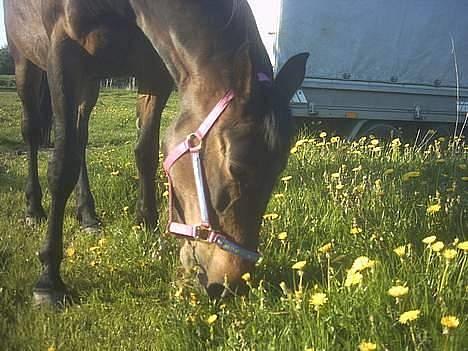 Traver Vixi Wørtel <3 R.I.P :'( billede 17