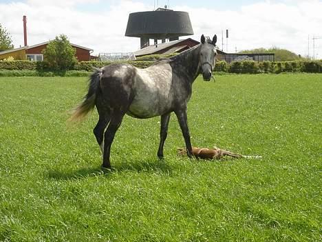 Anglo Araber (AA) Død Fancy - Her er hun så med sit ny fødte hoppe føl billede 10