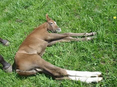 Anglo Araber (AA) Død Fancy - Her er hun, er hun ikke køn?? Hun tager lige en slapper, det er hårdt at være ude i det fri billede 11