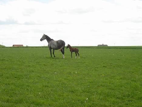 Anglo Araber (AA) Død Fancy - Her står mor og datter. billede 12