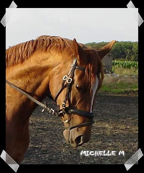 Dansk Varmblod Michelle M RIP. - Min smukke dame :) billede 4