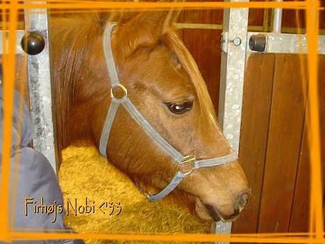 DSP Firhøjs Nobi R.I.P :'( - Nobi på KVL . billede 12