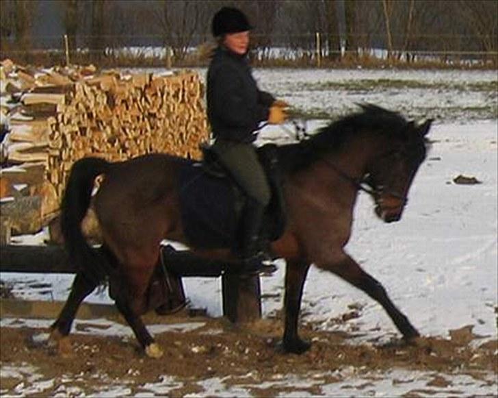 New Forest Elmholts Odessa SOLGT - Marts 2006 billede 4