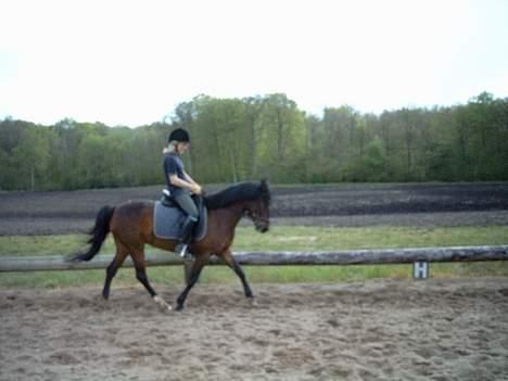 New Forest Elmholts Odessa SOLGT - Træning billede 5