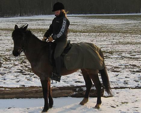 New Forest Elmholts Odessa SOLGT - Efter træning billede 6