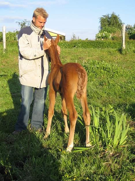 Knabstrupper Havens Alchemilla - død. - En uge gammel. billede 6