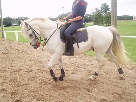 Connemara Conall (SOLGT) - NYT ved han er under bidet billede 7