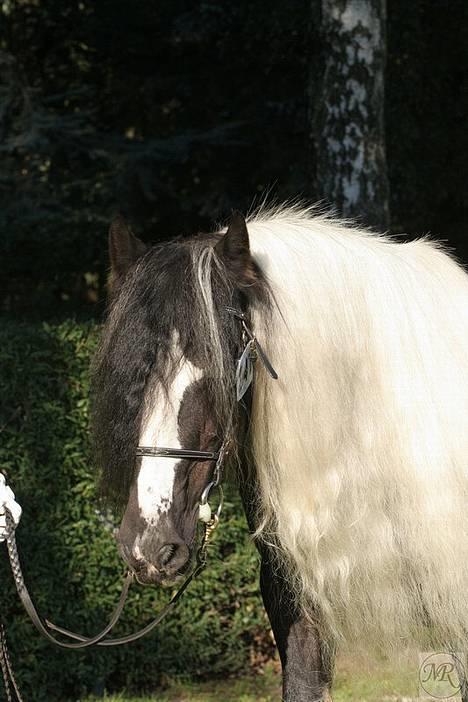Tinker Lord Wallentin  * DØD * - Storehestedag billede 3