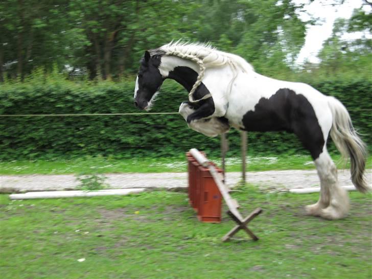 Tinker Lord Wallentin  * DØD * - wallentin springer billede 4