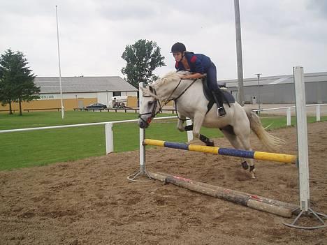 Connemara Conall (SOLGT) - NYT så springer vi.. Fotograf : Catja-Mi  billede 8